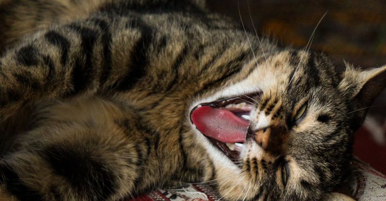 Sleep Trackers - A cat yawning on a couch