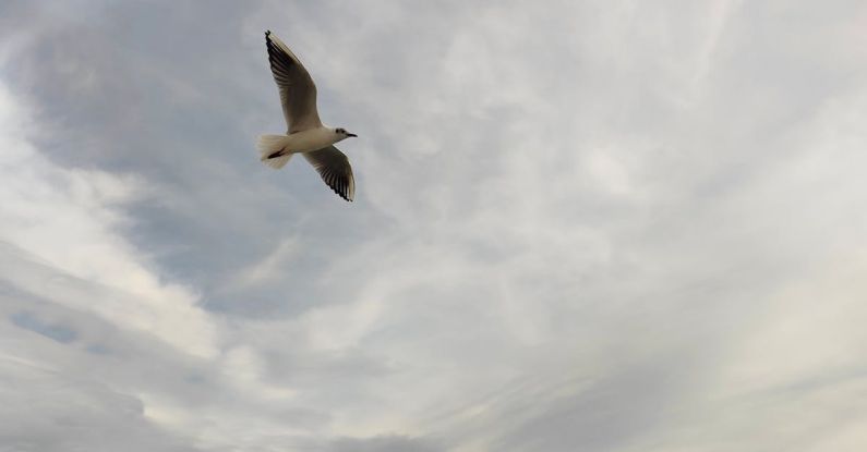 Air Purifiers - Seagull Flying in Air