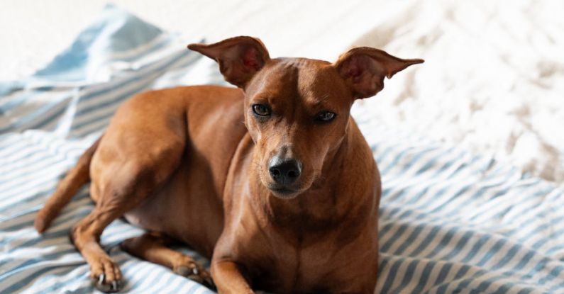 Dog Beds - A dog laying on a bed with a blue and white striped blanket