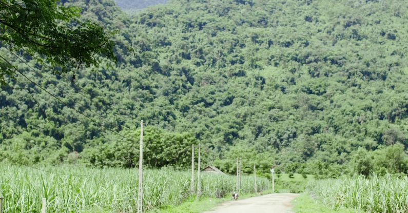 Cat Trees - A Dog and a Cat Standing on a Road Between Fields 