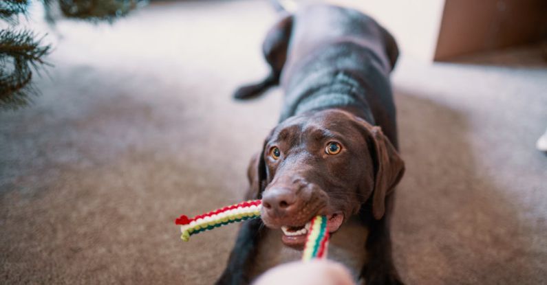 Pet Toys - Dog Pulling His Toy